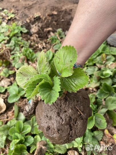 Клубника разных сортов