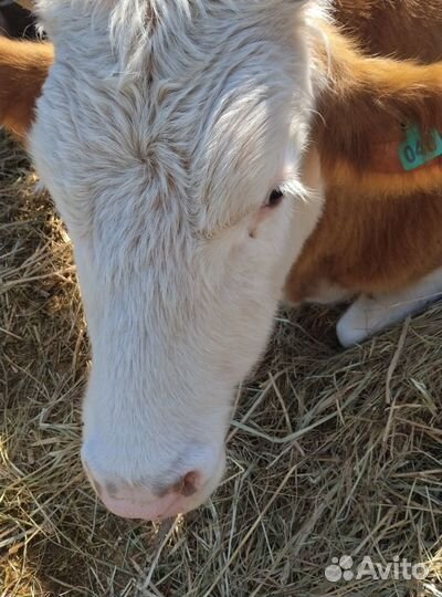 Продам корову