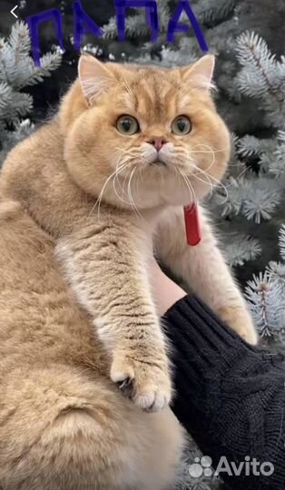 Вязка кошек, Британская золотая шиншилла