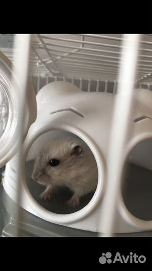 Джунгарский хомяк с клеткой