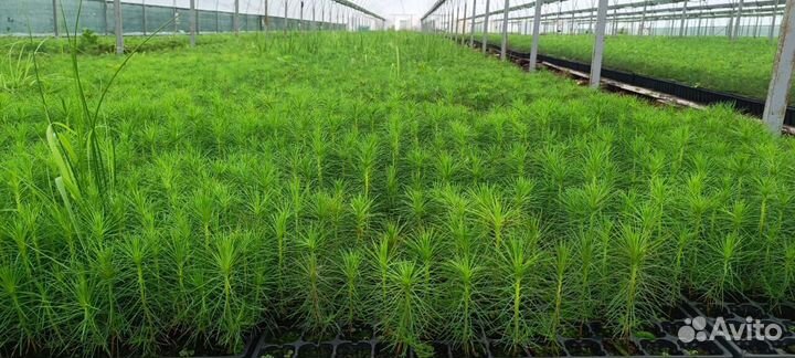 Сеянцы сосны зкс в розницу