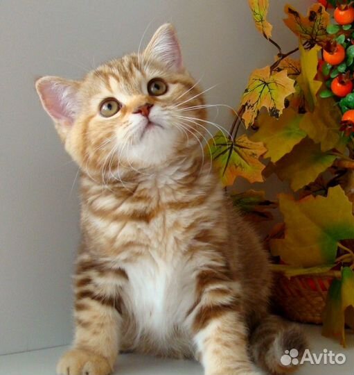 Маленькая леди