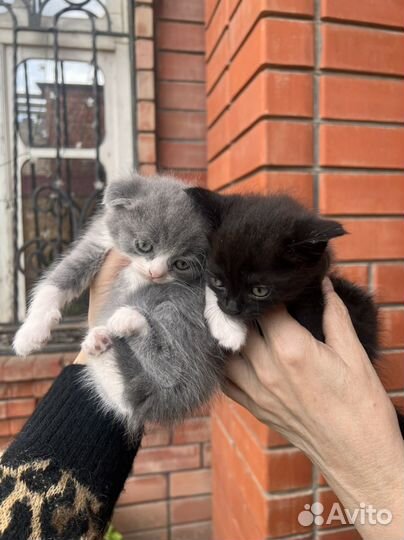 Котята
