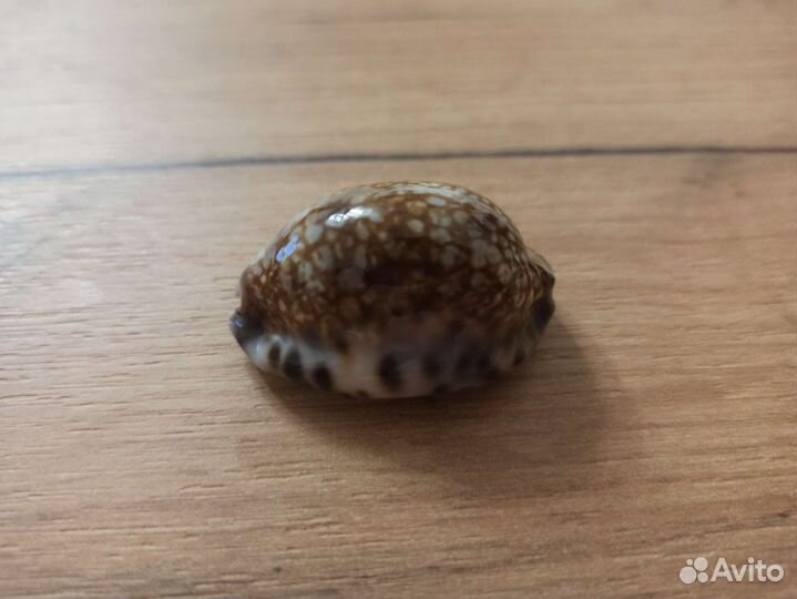 Морская раковина