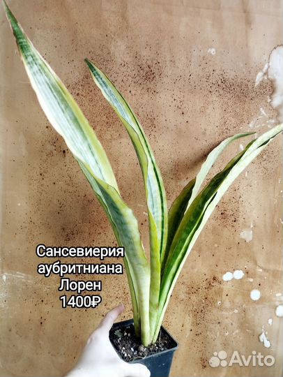 Комнатные растения