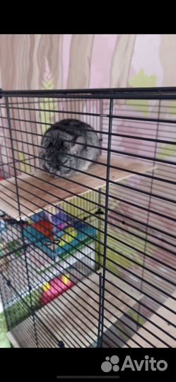 Шиншила с клеткой