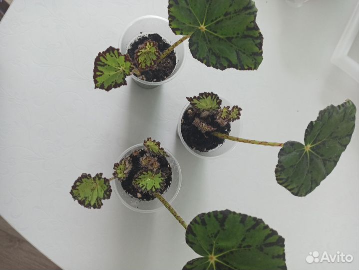 Бегония тигровая