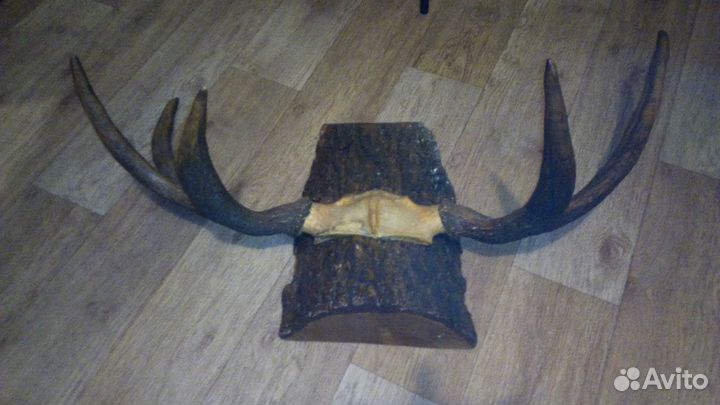Рога лося