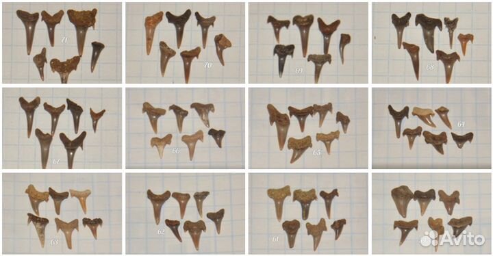 Зубы ископаемых акул. Окаменелости