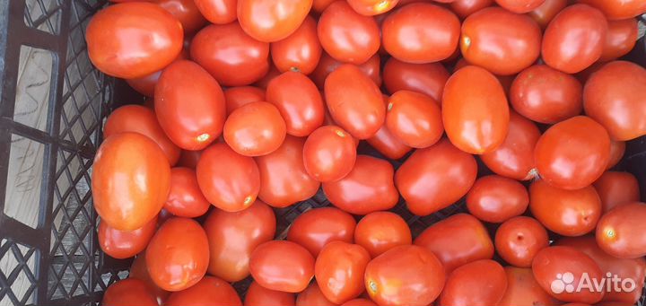 Продать овощи оптом