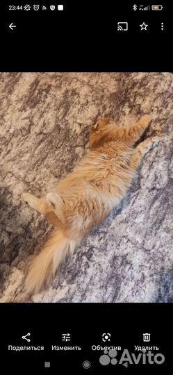 Вислоухая кошка