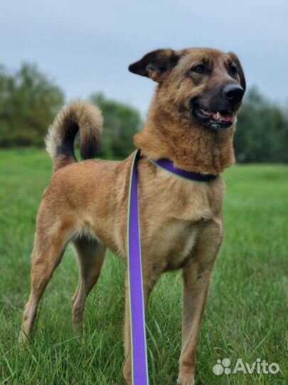 Ласковая, красивая собака в добрые руки