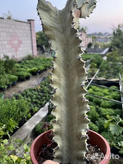 Эуфорбия вариегатная