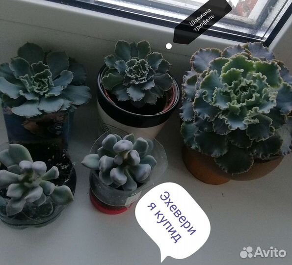 Суккуленты, эхеверии кубик фрост