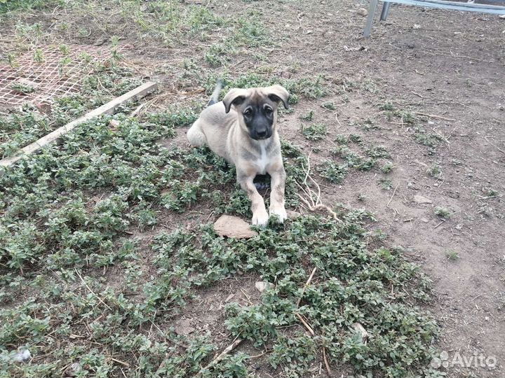 Щенок девочка