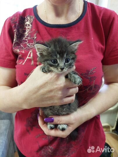 Котенок-девочка 1,5 месяца бесплатно