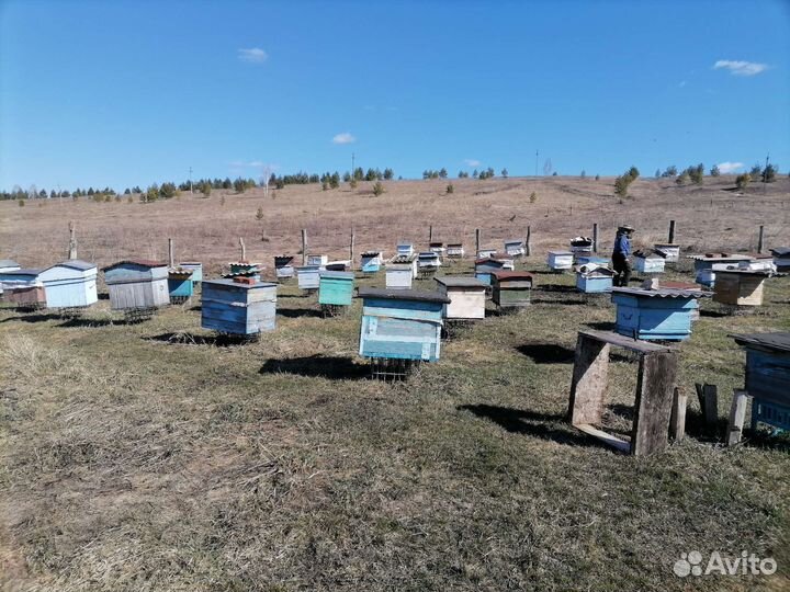 Ульи с пчелами башкирская породы. Возможно обмен