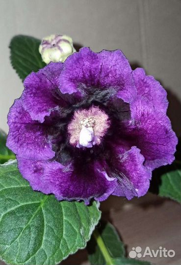 Ахименес, Глоксинии