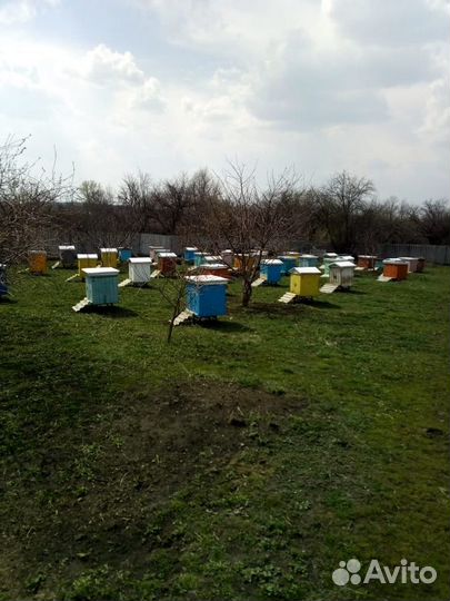 Пчелы Карника, Карпатка, Бакфаст