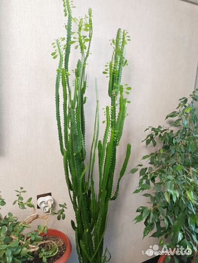 Молочай трехгранный