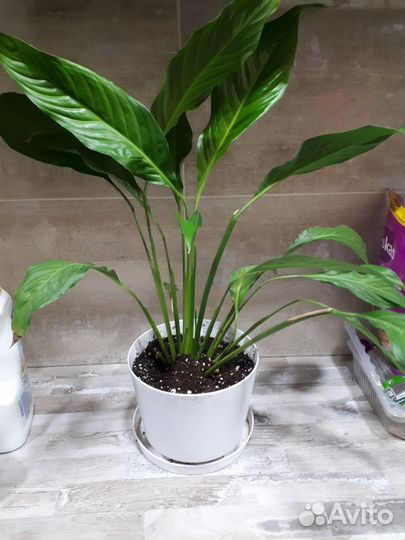 Комнатные цветы