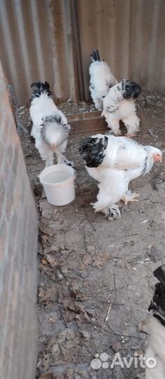 Петух брама