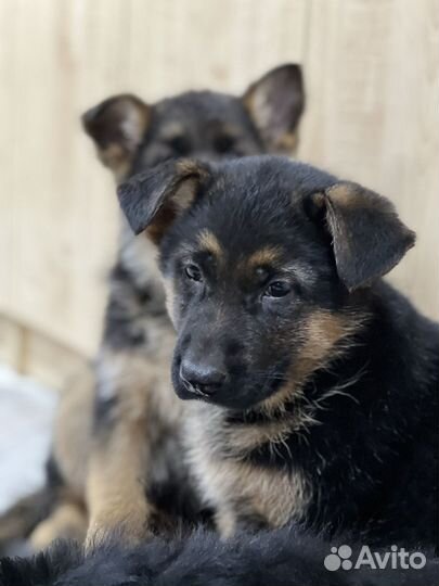 Немецкая овчарка щенки с документами