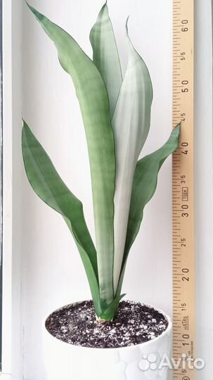 Сансевиерия Муншайн