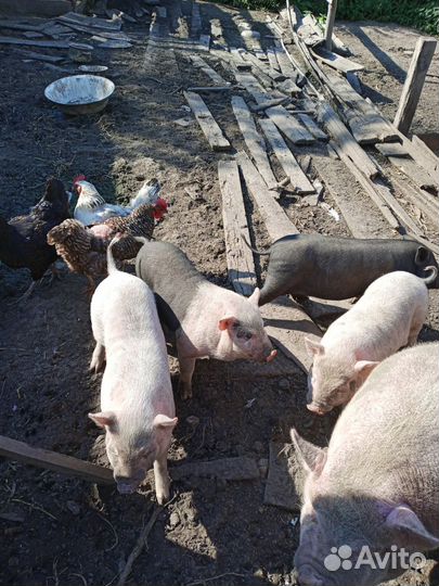 Вьетнамск вислобрюхий поросенок