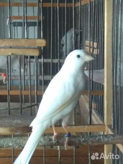 Самочки-канарейки