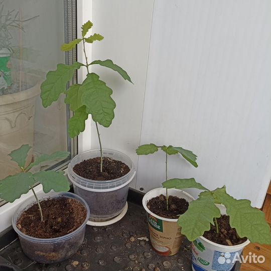 Дуб рассада