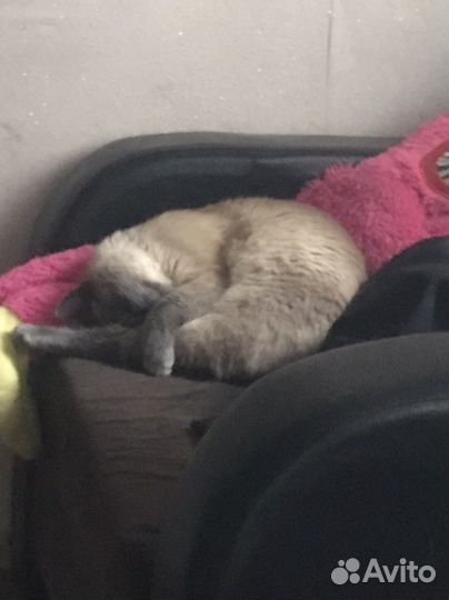 Потерялся кот