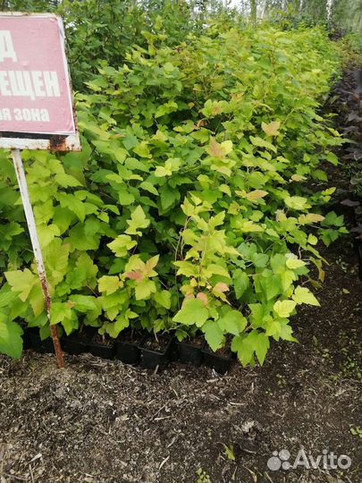 Саженцы пузыреплодника