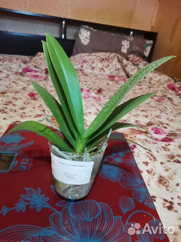 Орхидея фаленопсис Сапфир