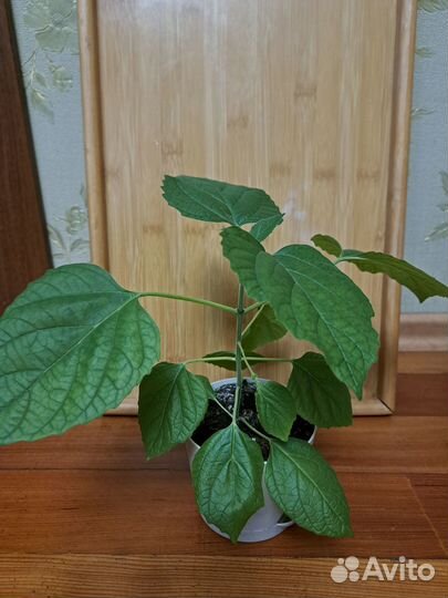 Клеродендрумы угандийский, инерме, филиппинский