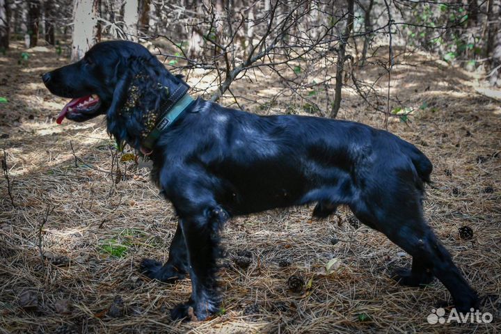 Вязка русский охотничий спаниель