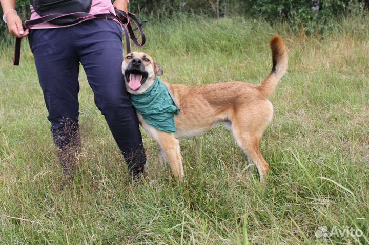 Собака в добрые руки отдам бесплатно