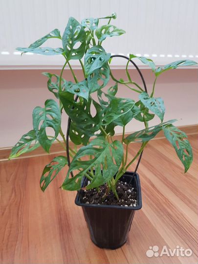 Рафидофора Тетрасперма, Монстера манки маск