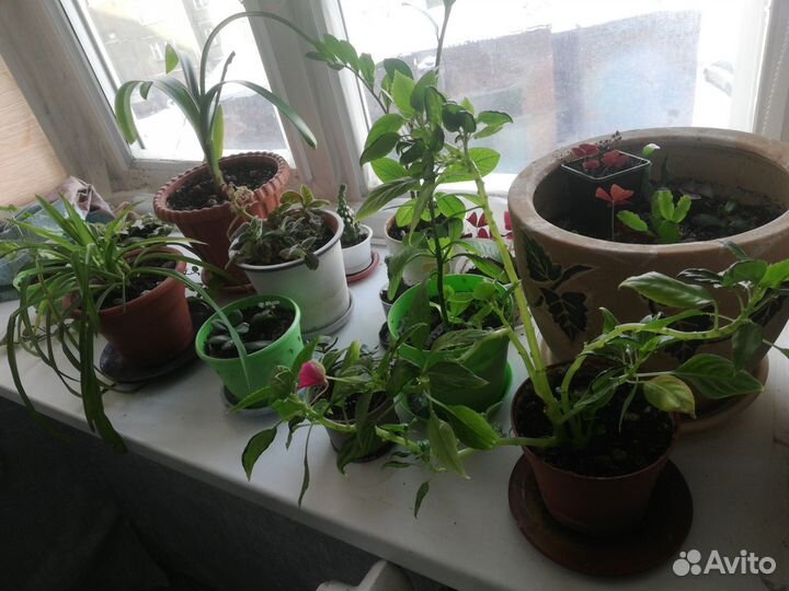 Комнатные растения