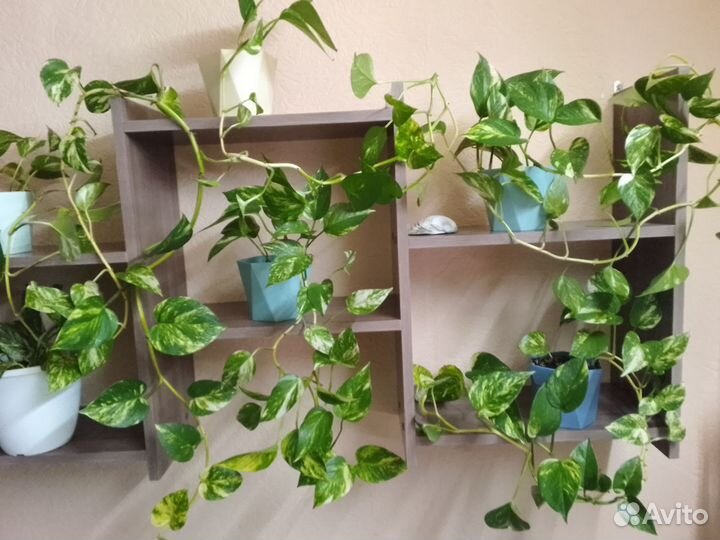 Сциндапсус -лиана семейства ароидные