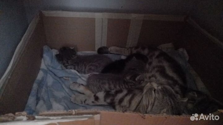 Шотландские котята