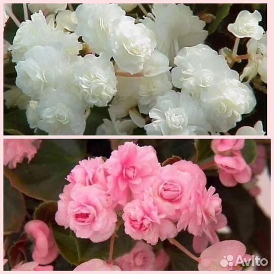 Бегония вечноцветущая махровая