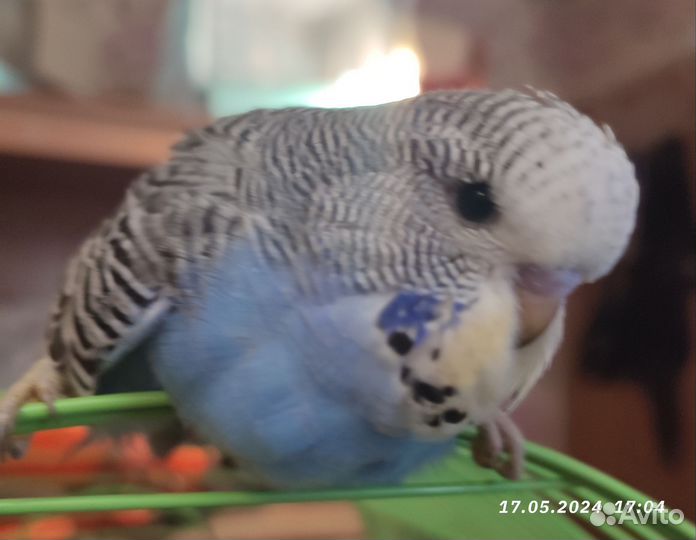 Ввп чех птенец самка