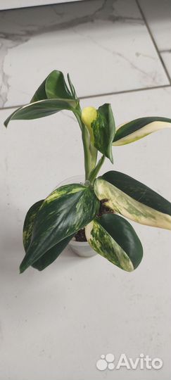 Филодендрон кобра желтая