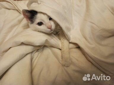 Передержка кошек в домашних условиях