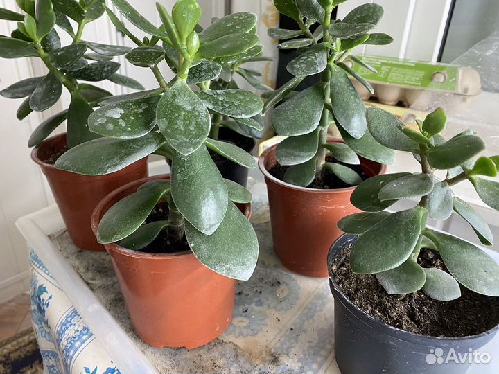 Денежное дерево толстянка