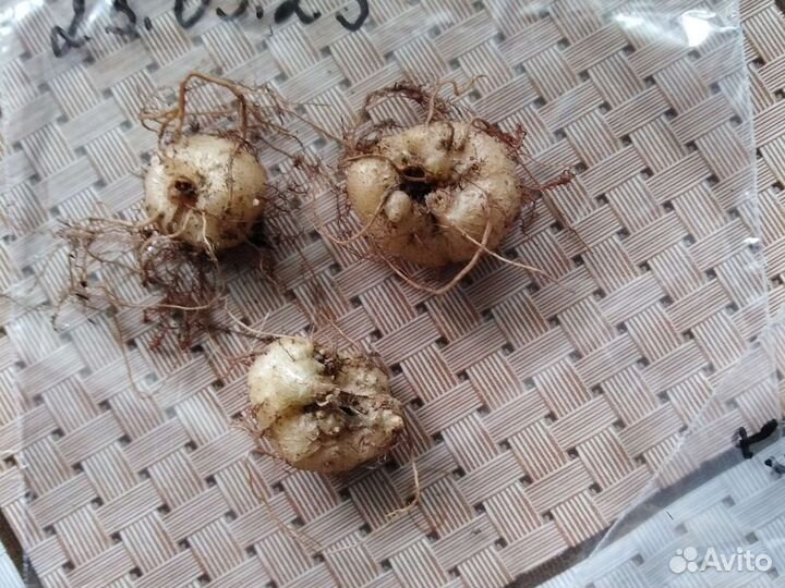 Глоксиния махровая. Проросшие клубеньки