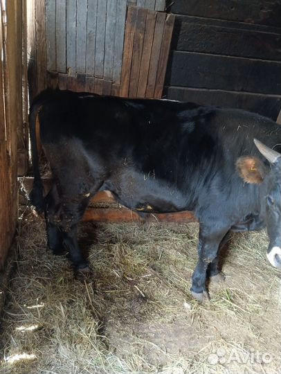 Был и телка на племя