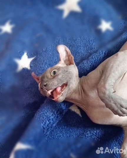Као Мани Сфинкс Эльф Индиго