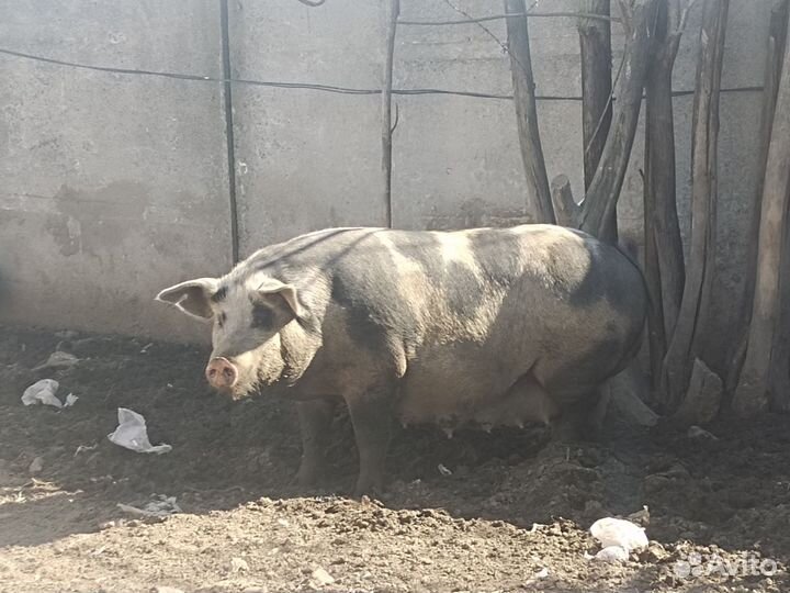 Поросята. Свиноматки